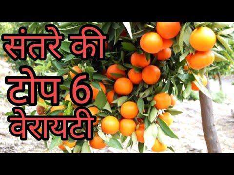 वीडियो: संतरा के प्रकार - संतरे की कितनी किस्में हैं