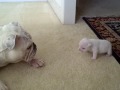 Elvis the bulldog puppy reads his mom the riot act