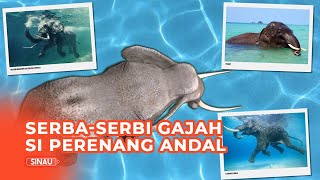 Serba-serbi Gajah, Mamalia Darat Terbesar yang Jago Berenang