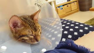 ベンガル猫ベルの結膜炎の時に太ももふみふみで甘える