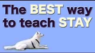 The BEST and FASTEST way to teach STAY  stay training, stay fun!
