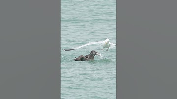 Hungry Gull Swoops In and Steals Fish Right out of the Mouth of Another Bird