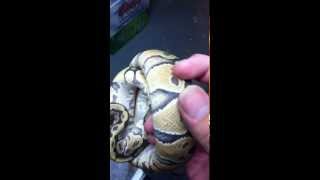 Celebrity Update on my Orange ghost ball python Profile
