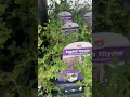 English Thyme | #Shorts | Cool Places