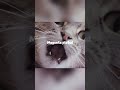 Silly edit :3 #cat