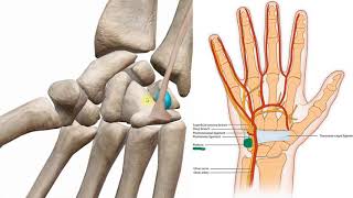 Anatomy of hand bones _ تشريح عظام اليد