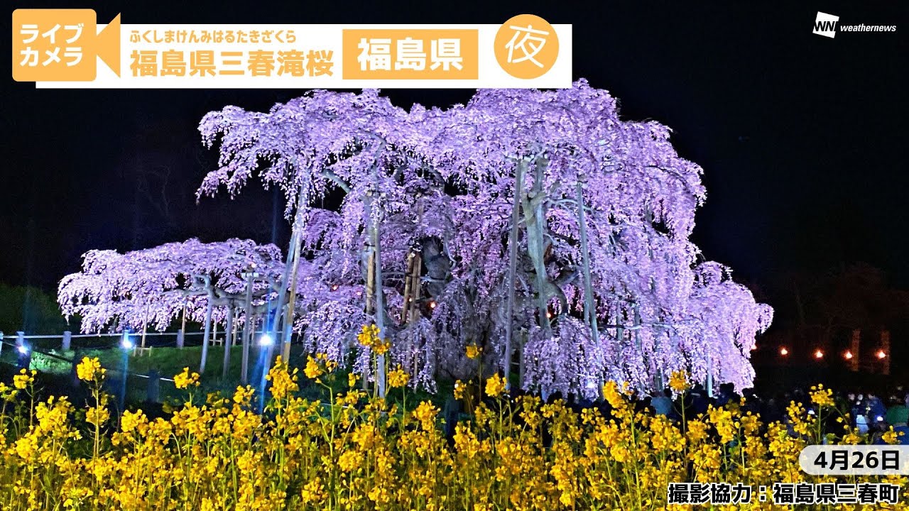 なんと‼️今だけ特別価格【期間限定商品　貴重品】日本三代桜 三春滝桜 福島県 日本三大桜 三春滝桜は2024年4月7日から観桜期間のため有料に