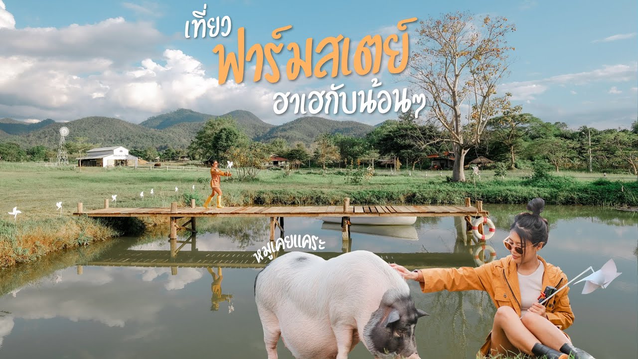 เที่ยวฟาร์มสเตย์ ปาย เล่นกับหมูแคระ ให้อาหารแกะ ขี่ม้า รีดนมวัว Romance Farm & Cafe | NichaPachill