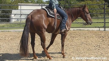 Oh Lessons Learned***For info, price, etc., go to our website: ValleyViewRanch.net***