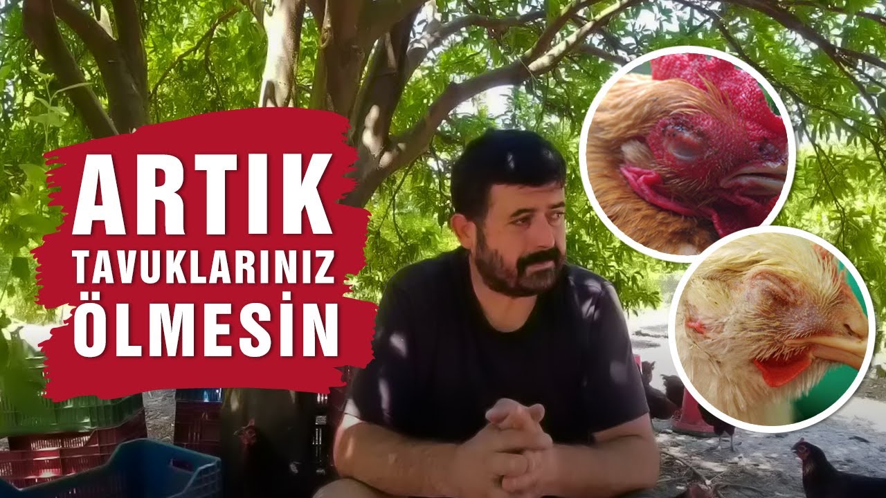 Tavuklarda Göz Şişmesi, Hırıltı | (CRD) Tedavisi ve Korunma Yöntemleri