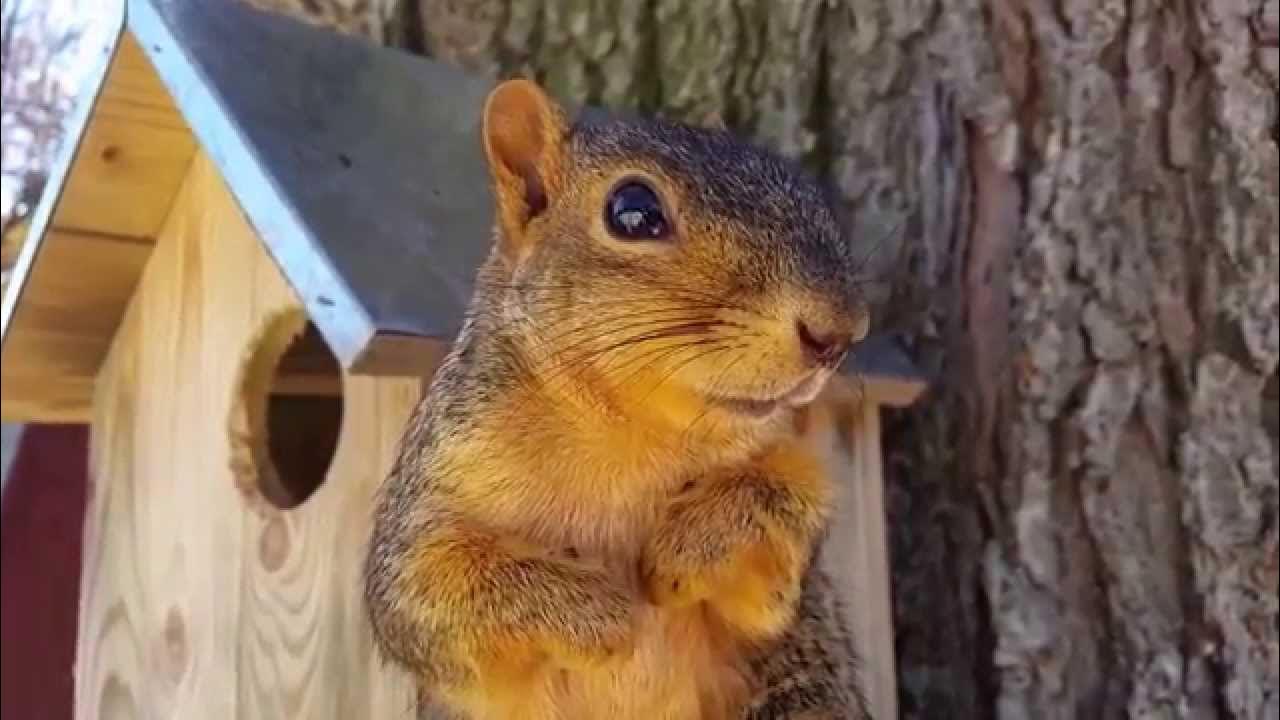 Squirrel updater