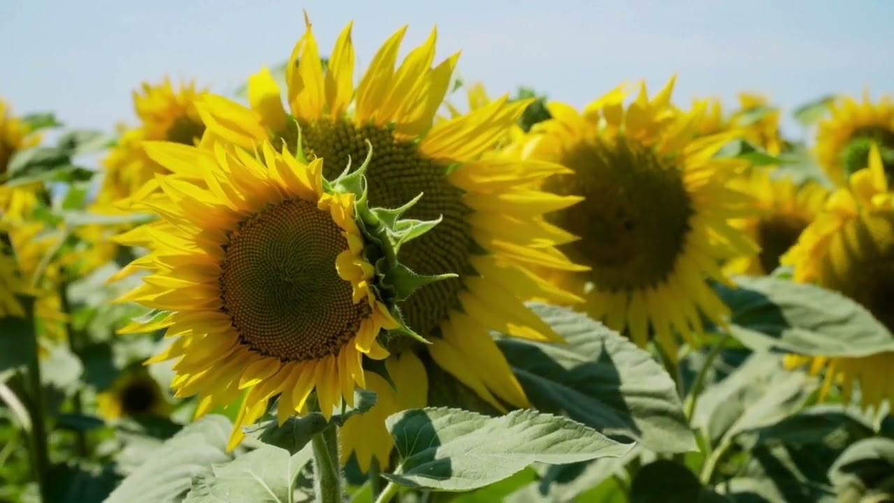 #MusicMondays with the Carpenters: Close to You