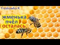 Весной осталась жменька пчёл. Что делать на пасеке с такими пчёлами. И ещё мёду получить