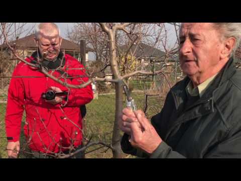 Video: Jarné kŕmenie ovocných stromov a kríkov. Skoré jarné kŕmenie mladých ovocných stromov