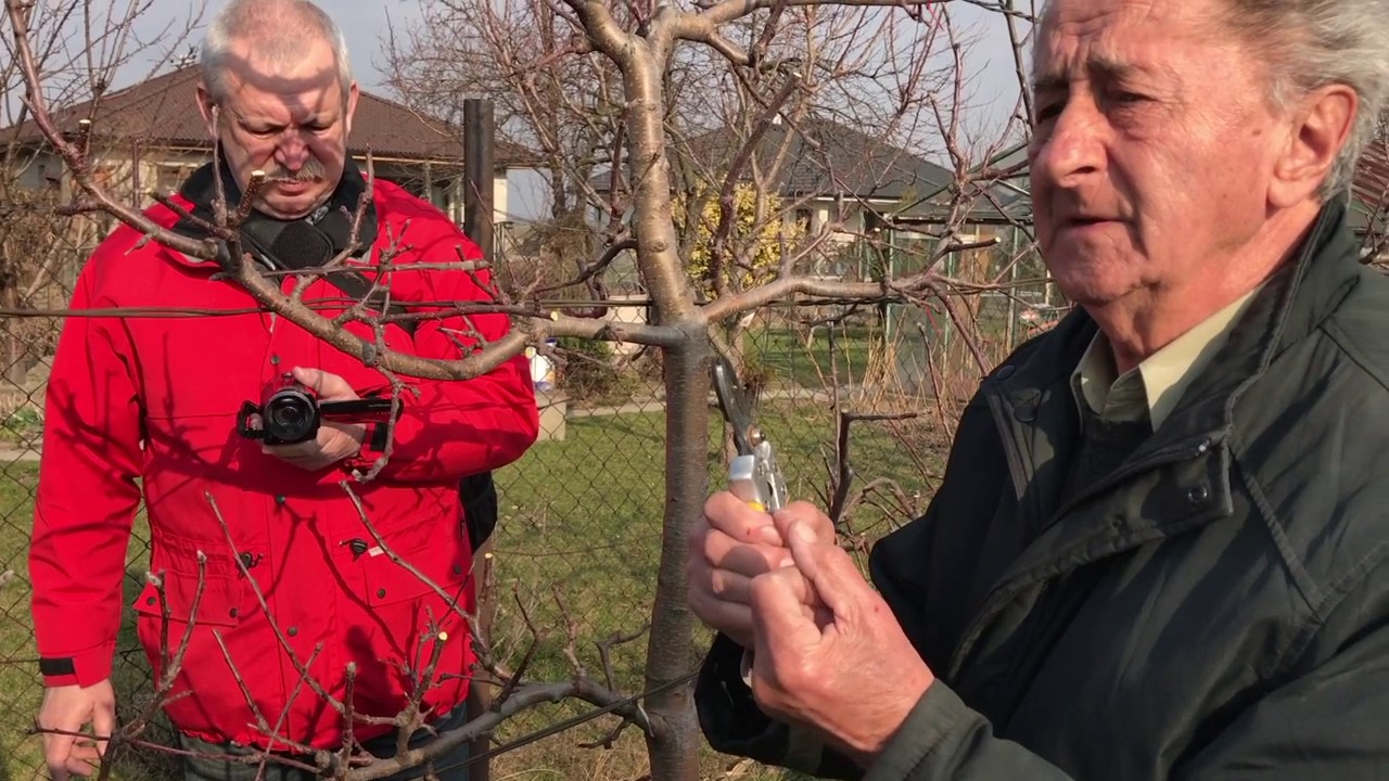 Strihanie ovocnych stromov a krikov na jar