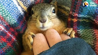 Rescue Squirrel Asks His Parents To Adopt Him - PEANUT | The Dodo