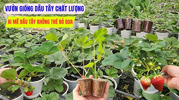 Khám Phá Vườn Cây Giống Dâu Tây – Bí Quyết Trồng Dâu Hiệu Quả