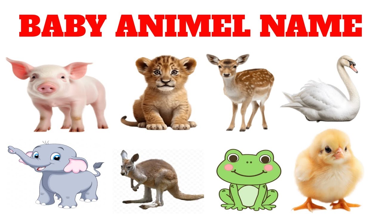 Easy Baby Animal Names for Kids | हिंदी + English 🐴