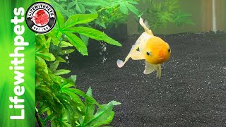 Goldfish (Belfin) Gets a BIGGER Tank.