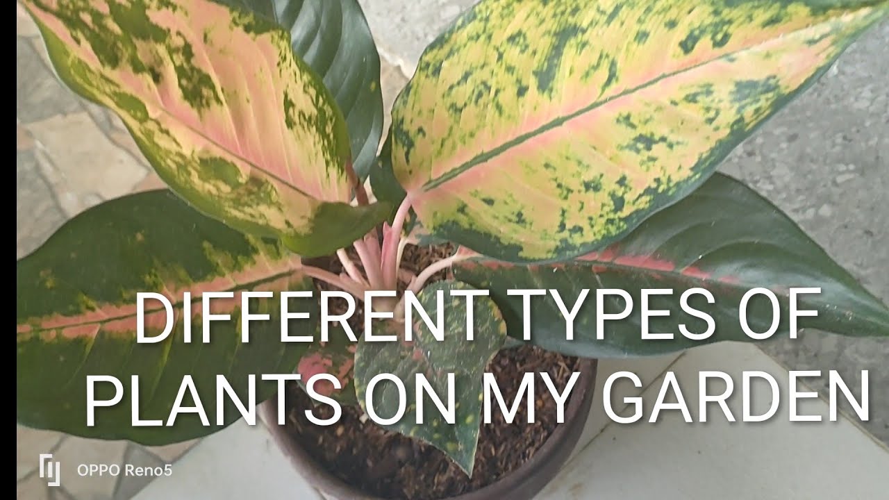 THE NAME OF MY PLANTS | #plantitongbroker #plants #garden #aglaonema #birkinsplant #viralvideo 