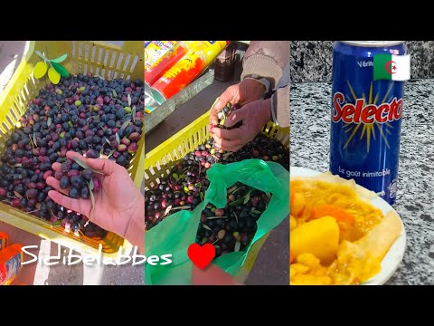 سيدي بلعباس اليوم أسعار الزيتون Algérie Sidi Bel Abbès aujourdhui prix des olives