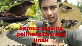 Cara Memelihara Elang Agar Jinak