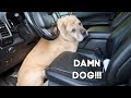 The Damn Dog!!! | 2020 Vlog #19 | That Chick Angel TV