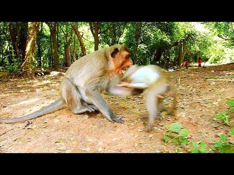 baby monkey crying for milk Mandela baby monkey wonder, Why big one bites him by unknown reason