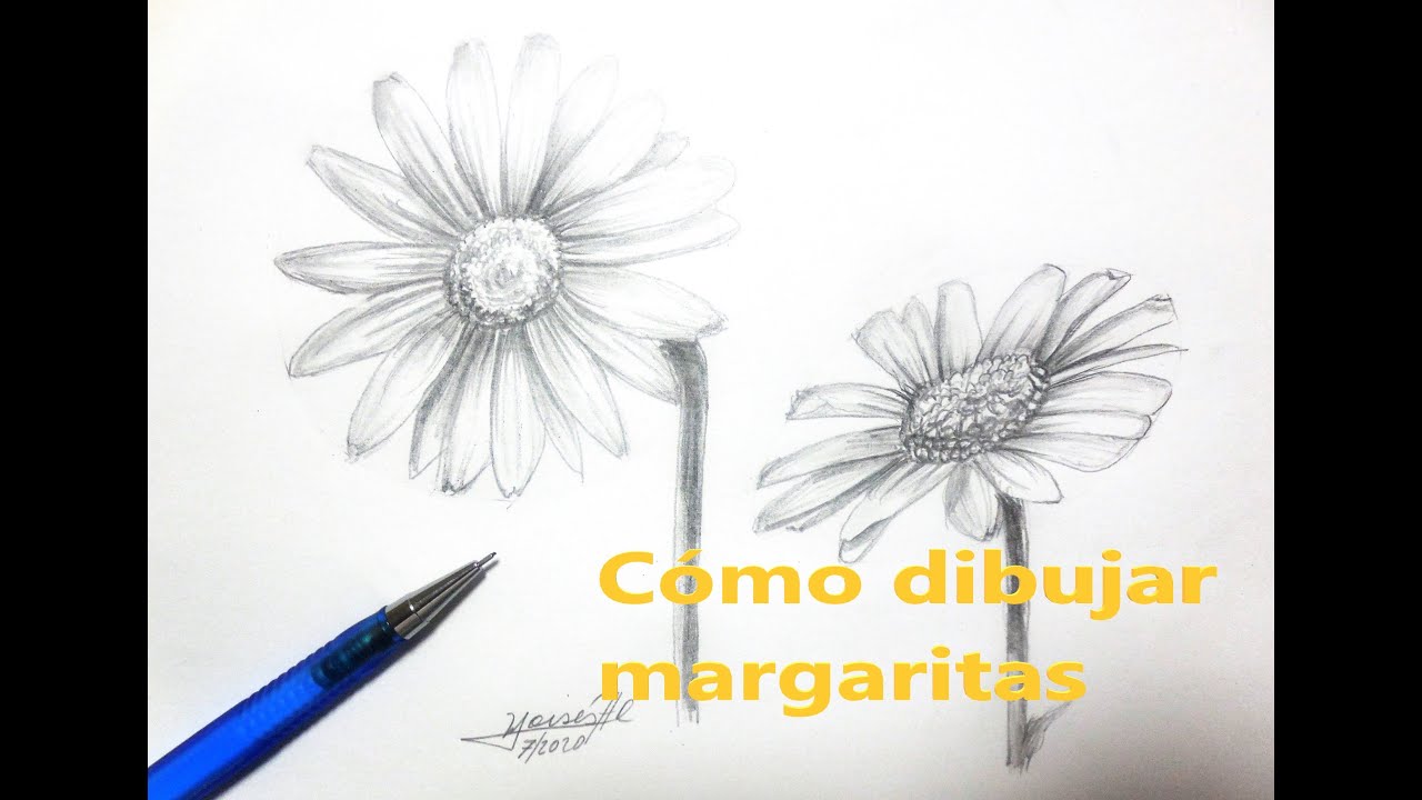 Cómo dibujar margaritas fácil !! How to draw a daisy flower easily - YouTube
