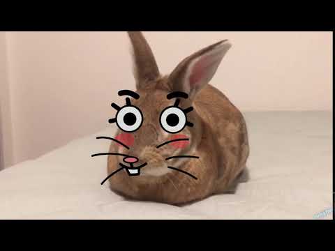 I'm a Bun