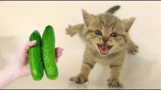 New Cute and Funny Animals 2024 🤣 Funniest Cats and Dogs Videos #41