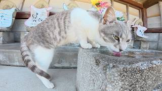 島のお寺でマイペースにくつろぐ猫ちゃん達をモフる