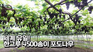 World's Only! How do you grow a grape tree that opens up to 4,500 per tree?