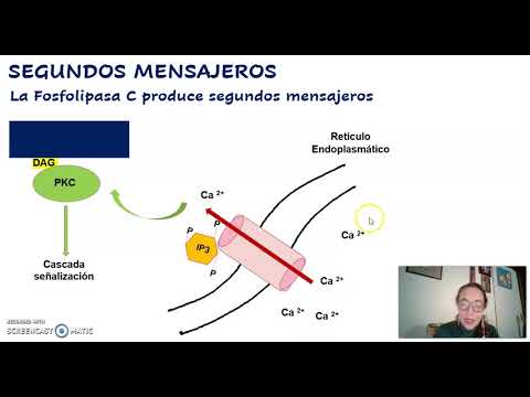 Video: ¿Cómo funciona ip3 en la vía de los fosfolípidos del inositol?