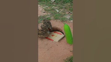 Bird Traps made of vegetables #creative #shorts