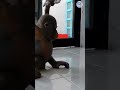 Budi videos are the best videos #orangutans #orangutan