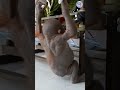 Budi videos are the best videos #orangutans #orangutan