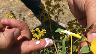 Sütleğen Euphorbia