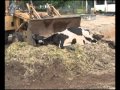 compostagem de carcasas de bovinos  parte 2 ( en español)