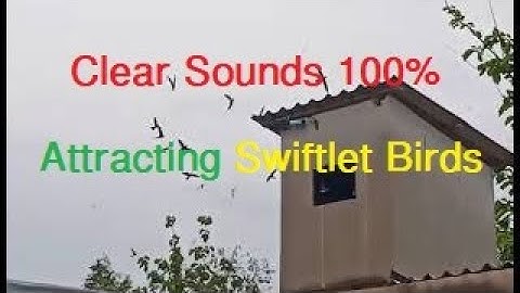 Sounds Attracting Swiftlet Birds From The Wild | Swiftlet Sound | Swiftlet Bird House #ផ្ទះត្រចៀកកាំ