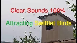 Sounds Attracting Swiftlet Birds From The Wild | Swiftlet Sound | Swiftlet Bird House #ផ្ទះត្រចៀកកាំ