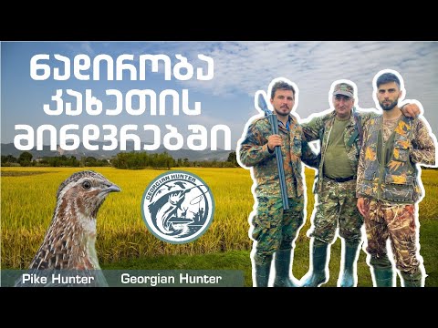 მწყერზე ნადირობა კახეთში