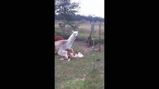 Llama Humping a Cow