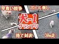 【犬ワングランプリ】犬の運動会に参加してきました【お彼岸ドッグ2021】