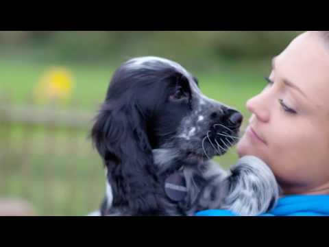 Bruce's Doggy Day Care | Web Promo