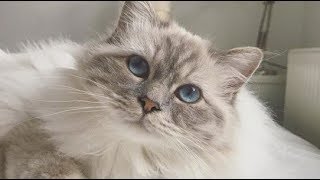 Lovely Birman Cat Charlie Meow Compilation : Бирманская кошка