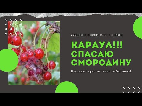 Guard! 🐛The CURRANT crop is dying, what to do? Ognevka🦋, how to deal with it without chemistry