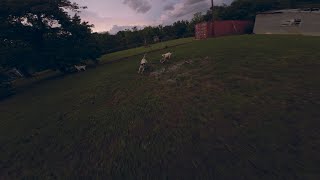 Dog Exercise with Drone in Storm Sunset - DJI Avata