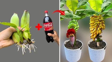 SUPER SPECIAL TECHNIQUE for propagating bananas with coca cola, super fast growth