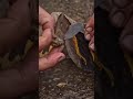 Smashing Stone → Gold Nuggets → Gold Bar 😱|  #asmr #satisfying #experiment